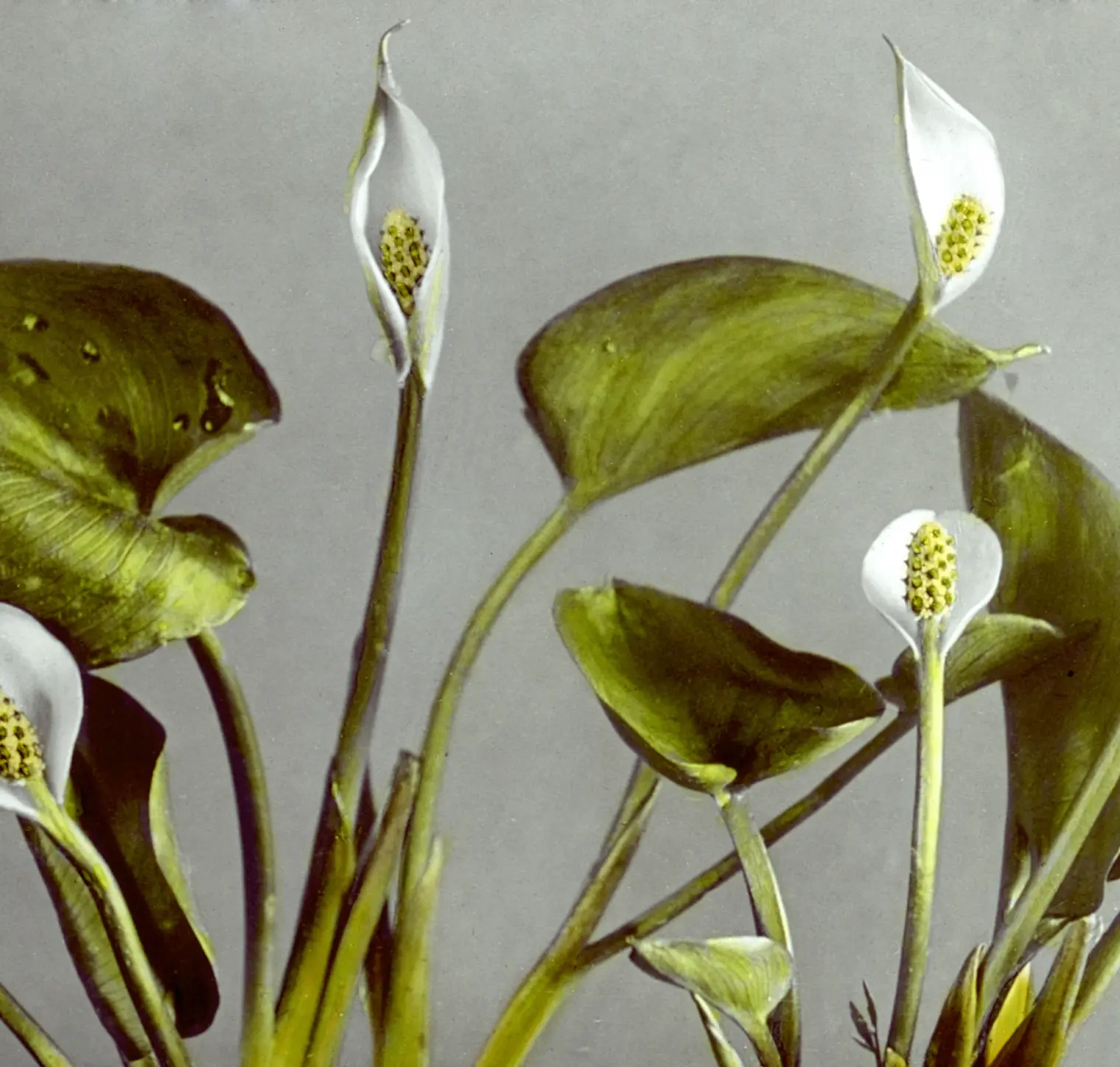 Fresh organic produce from BerryFoods